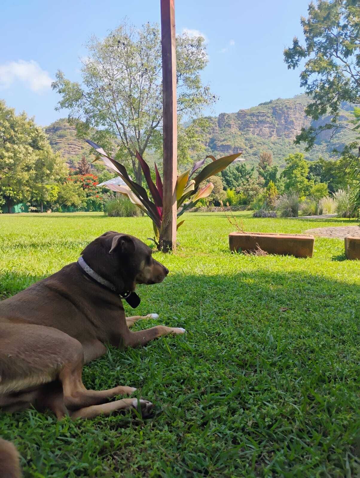 Un perro descansando sobre césped, con un jardín y árboles al fondo.