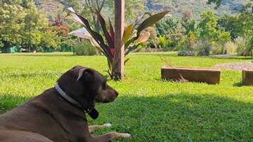 Un perro descansando sobre césped, con un jardín y árboles al fondo.