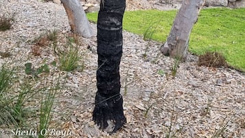 Jardín