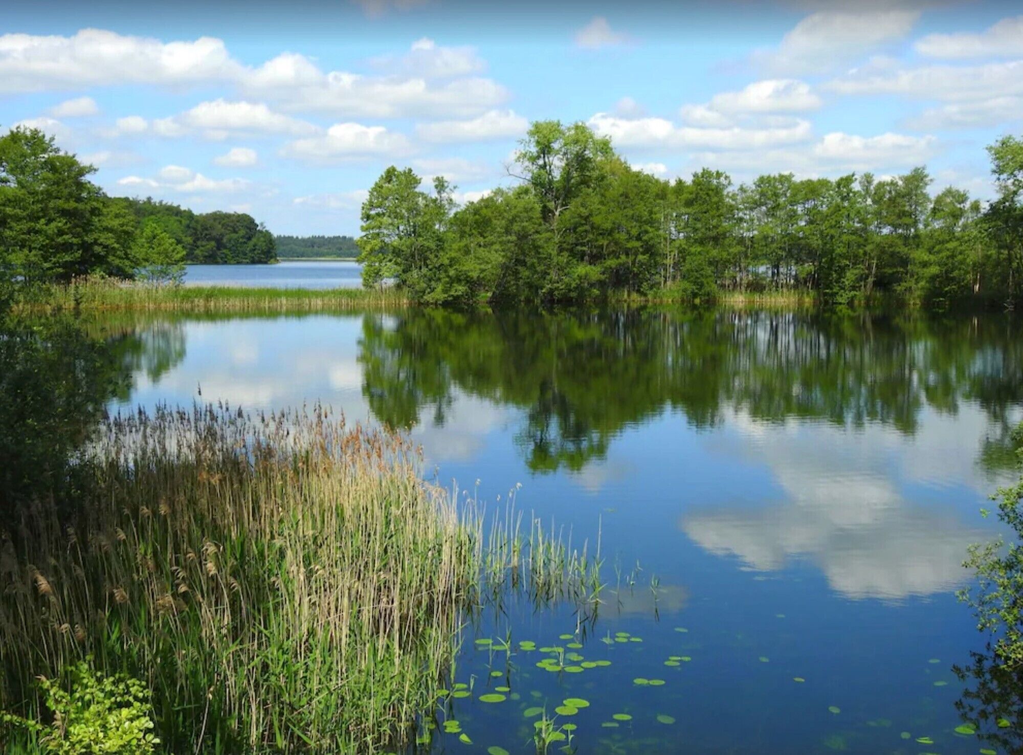 Un lago tranquilo rodeado de abundante vegetación y árboles.