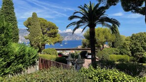 Vista sulla costa con una palma, vegetazione lussureggiante e mare in lontananza.