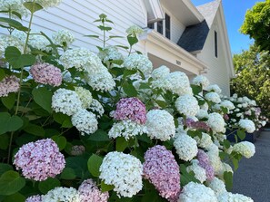 Stunning hydrangea bushes bloom in front of a charming white house with a dark roof.