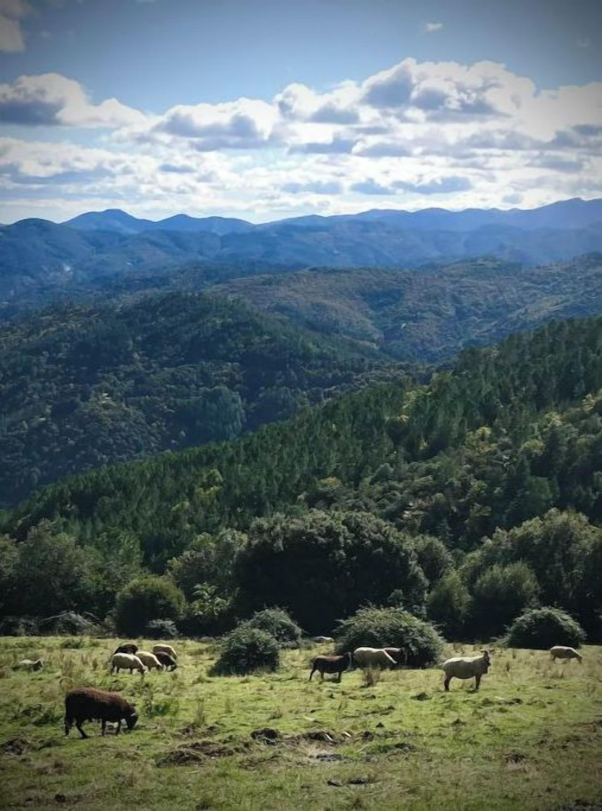 A mountainous landscape with grazing animals.