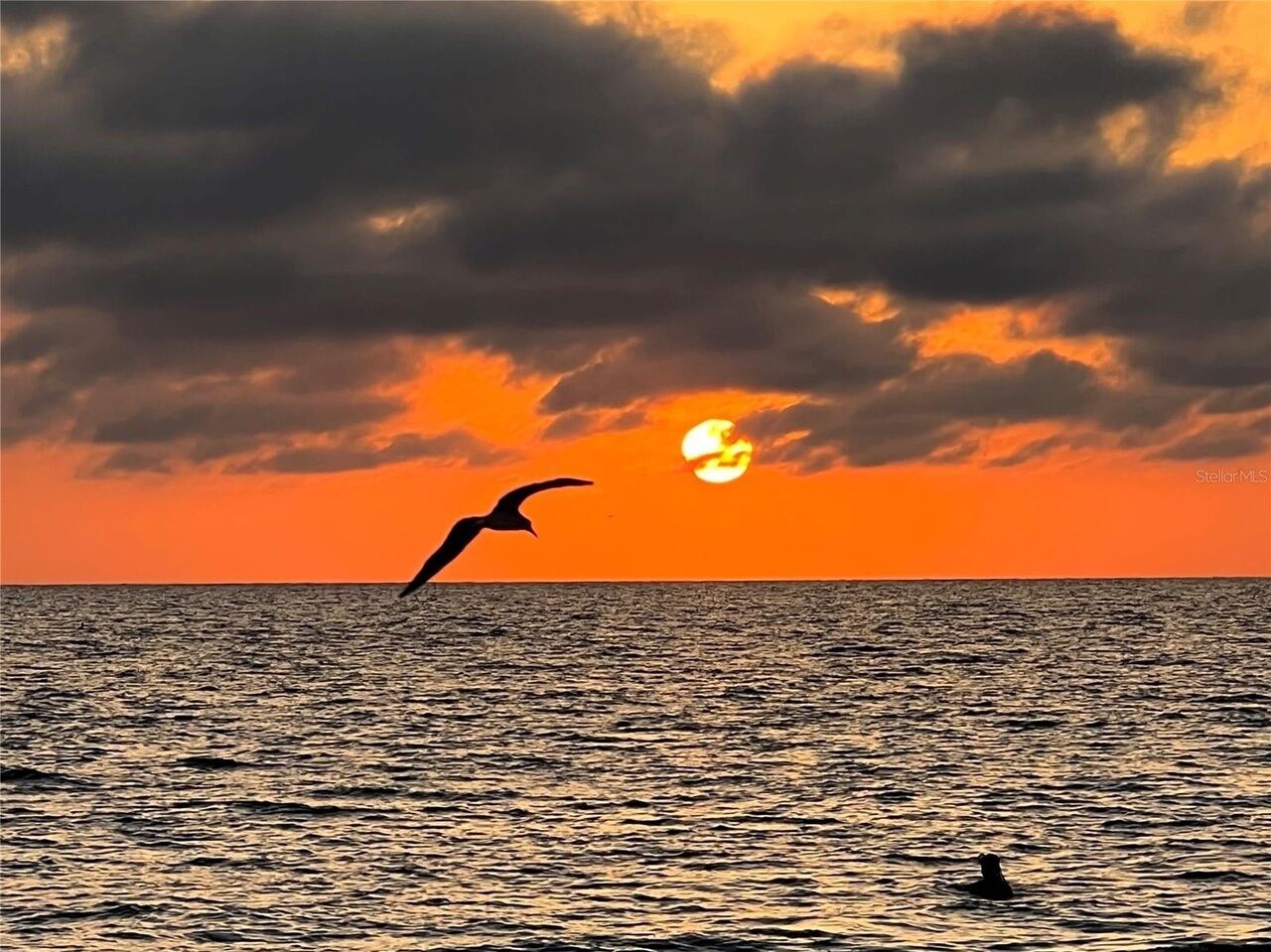 Un coucher de soleil sur l’océan, avec un oiseau qui vole et une personne qui nage.