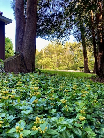 Property grounds. The Garden Grove Apartment: 40-Acre Forest Retreat & Historic Lodge near Lake MI