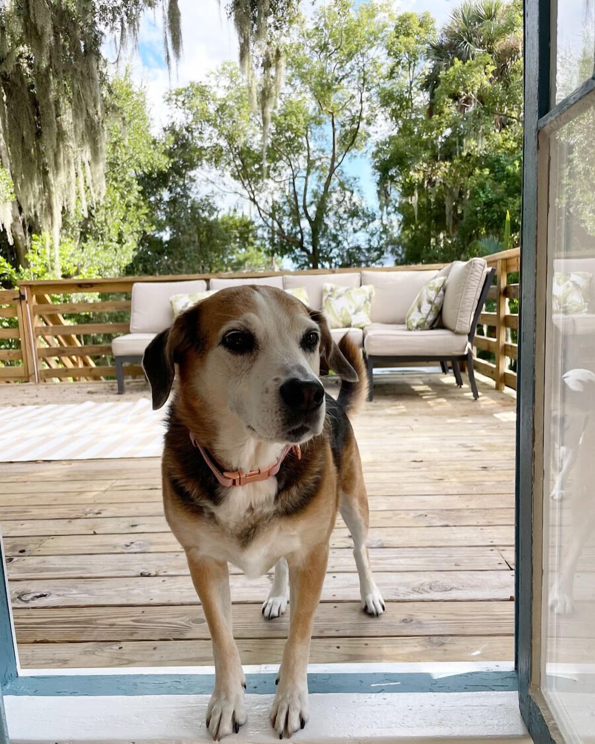 Photo 15 of Carriage Manor- Right next to the Fountain of Youth & Beach.
Pets are welcomed!
