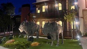 A building with a sign reading 'BUFFALO BILL'S' and two buffalo statues in front.