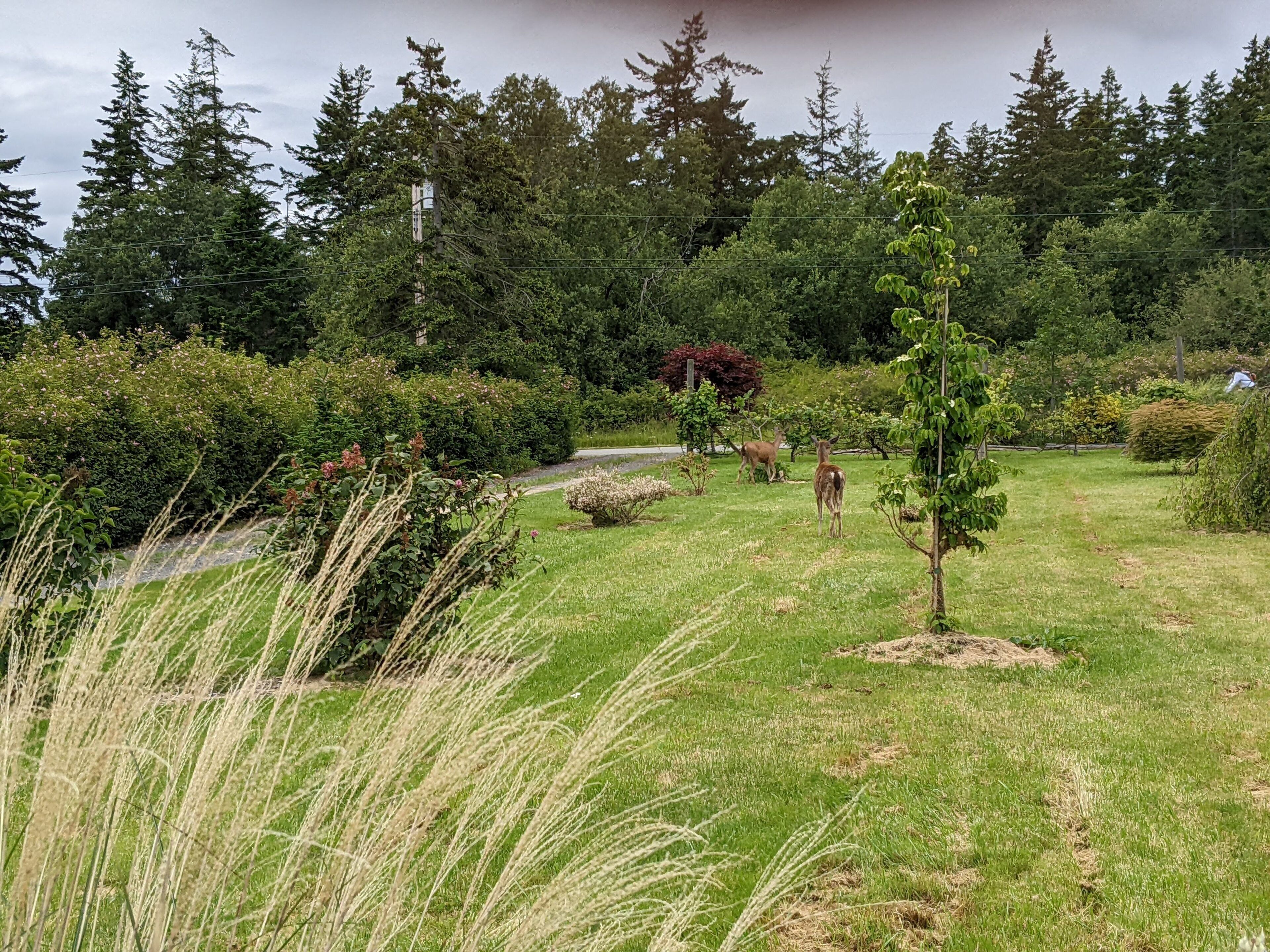 Occasionally, deer pass through the front yard.