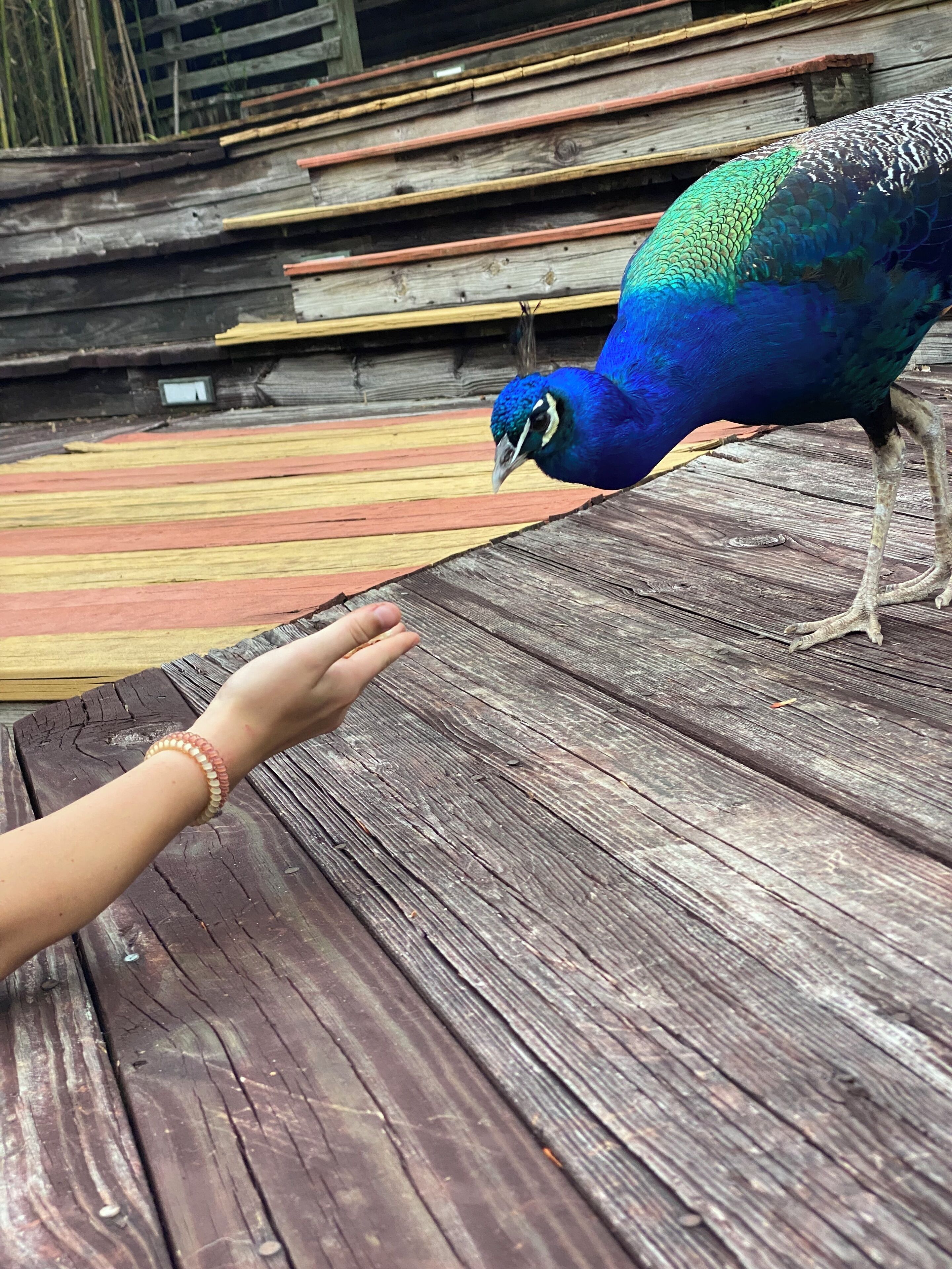A peacock standing on a wooden surface with a person extending a hand towards it.
