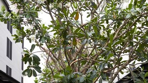 Uma árvore com flores brancas num pátio com edifícios modernos ao fundo.