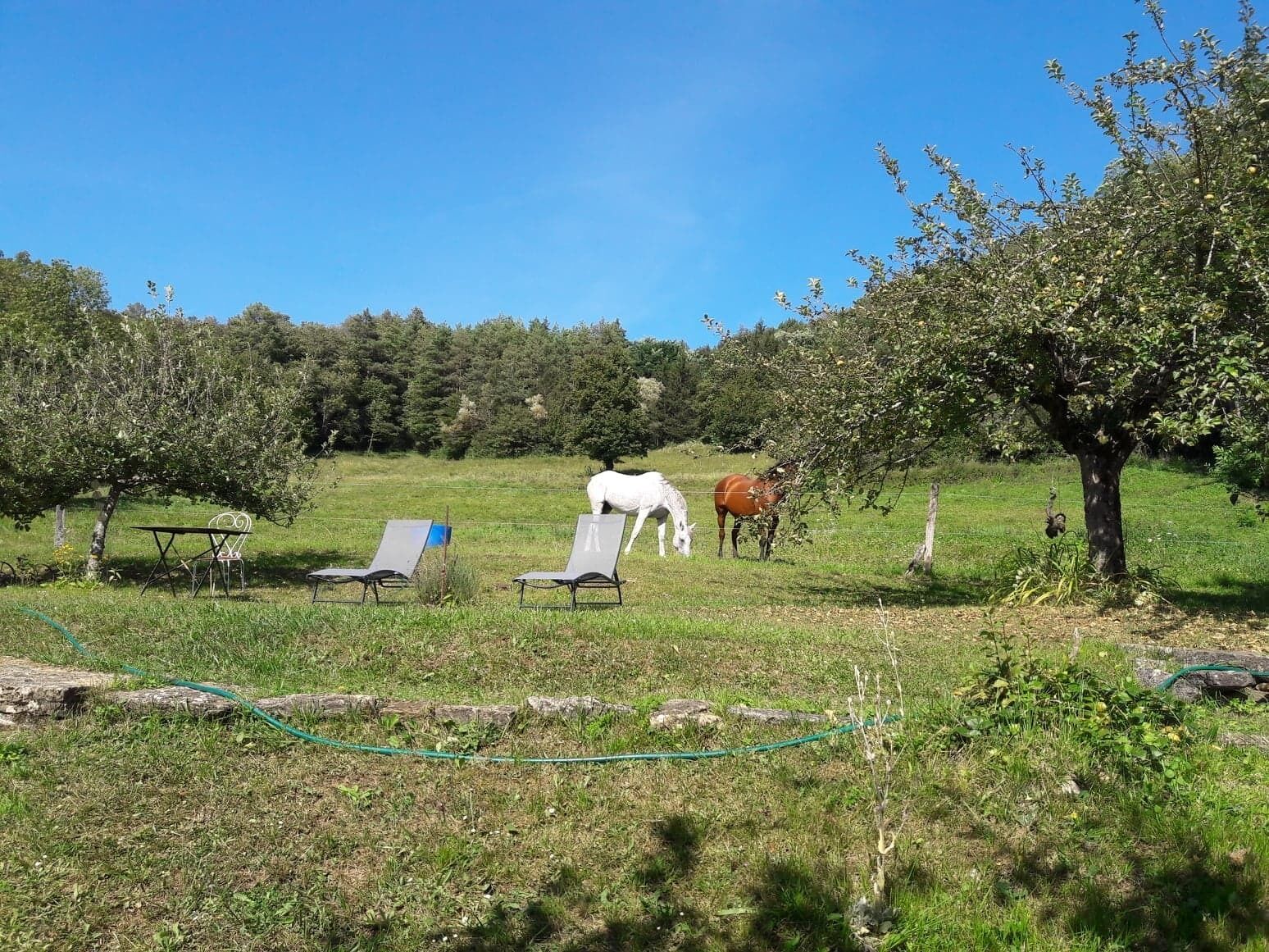 A grassy field with two horses grazing, a tree, and a table with chairs.