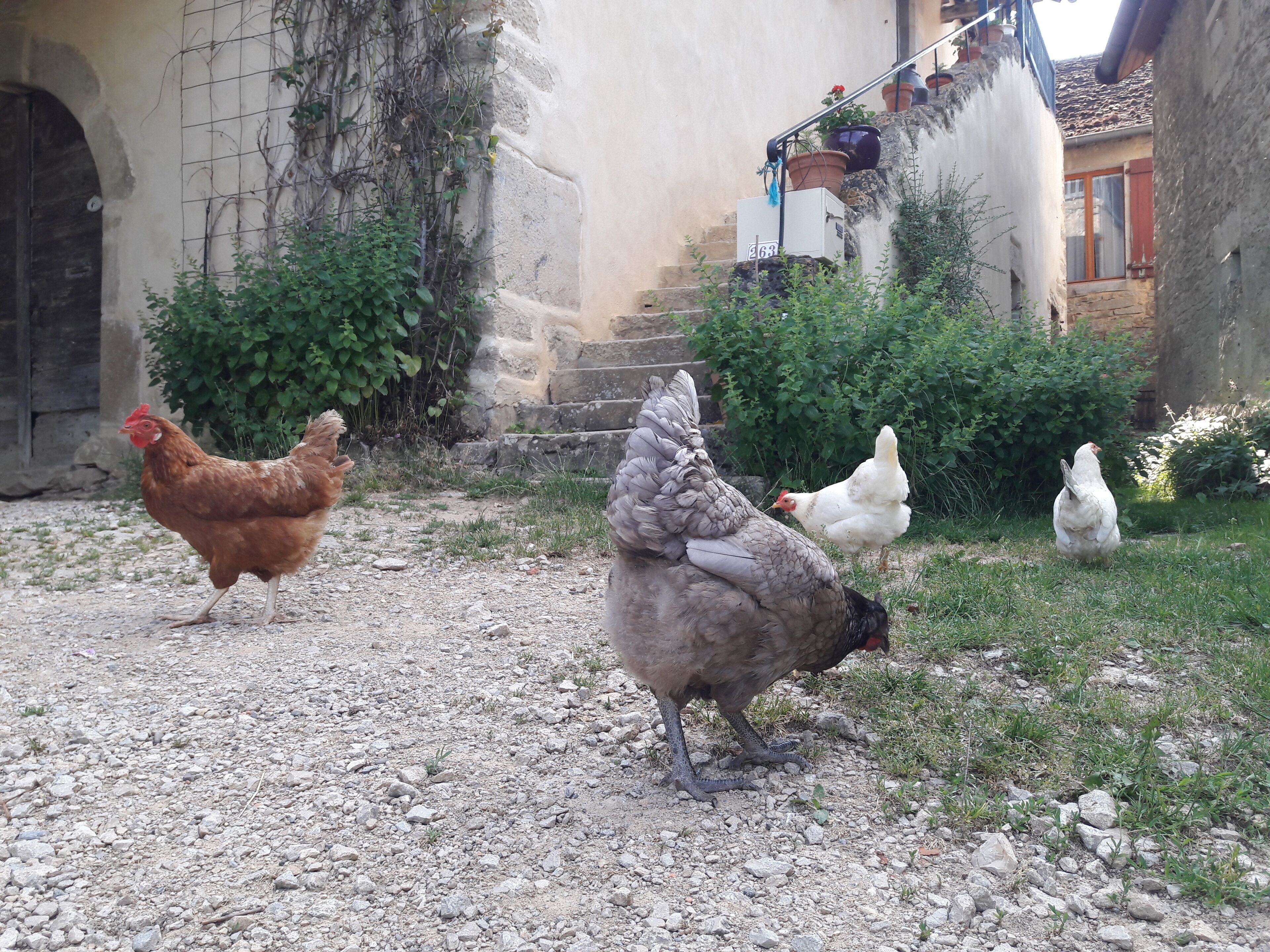 Un patio con gallinas, un muro de piedra y un edificio con techo de tejas.