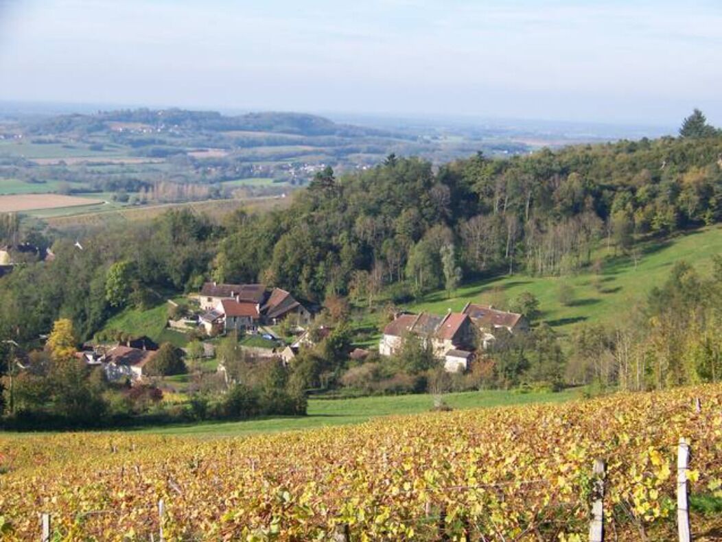 A vineyard with rows of grapevines and houses on a hillside.