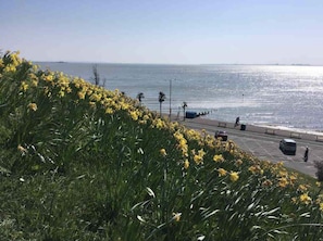 Une route côtière bordée de fleurs jaunes, un ciel dégagé et l’océan en toile de fond.