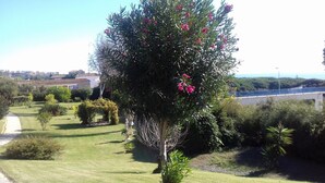 Een tuin met diverse planten en een pad.