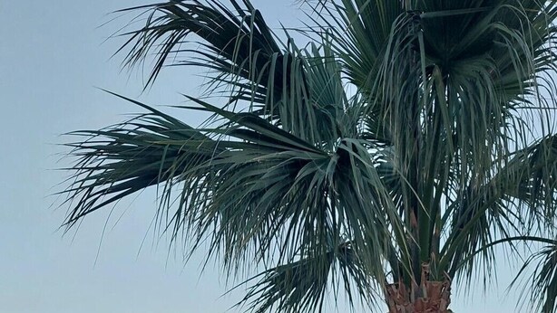 Un balcon agrémenté d’un palmier, d’une plante en pot et offrant une vue sur la ville.