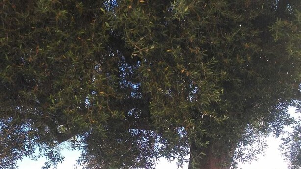 A large tree with a stone balustrade in the foreground, a building with a red roof in the background, and a clear view of the sky. - Apartment among ancient olive trees a short distance from the excavations of Velia. Sea view (Ascea)