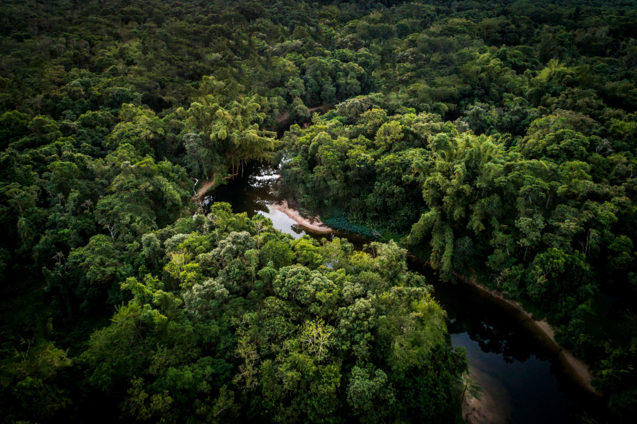 An aerial view of a dense forest with a river running through it.