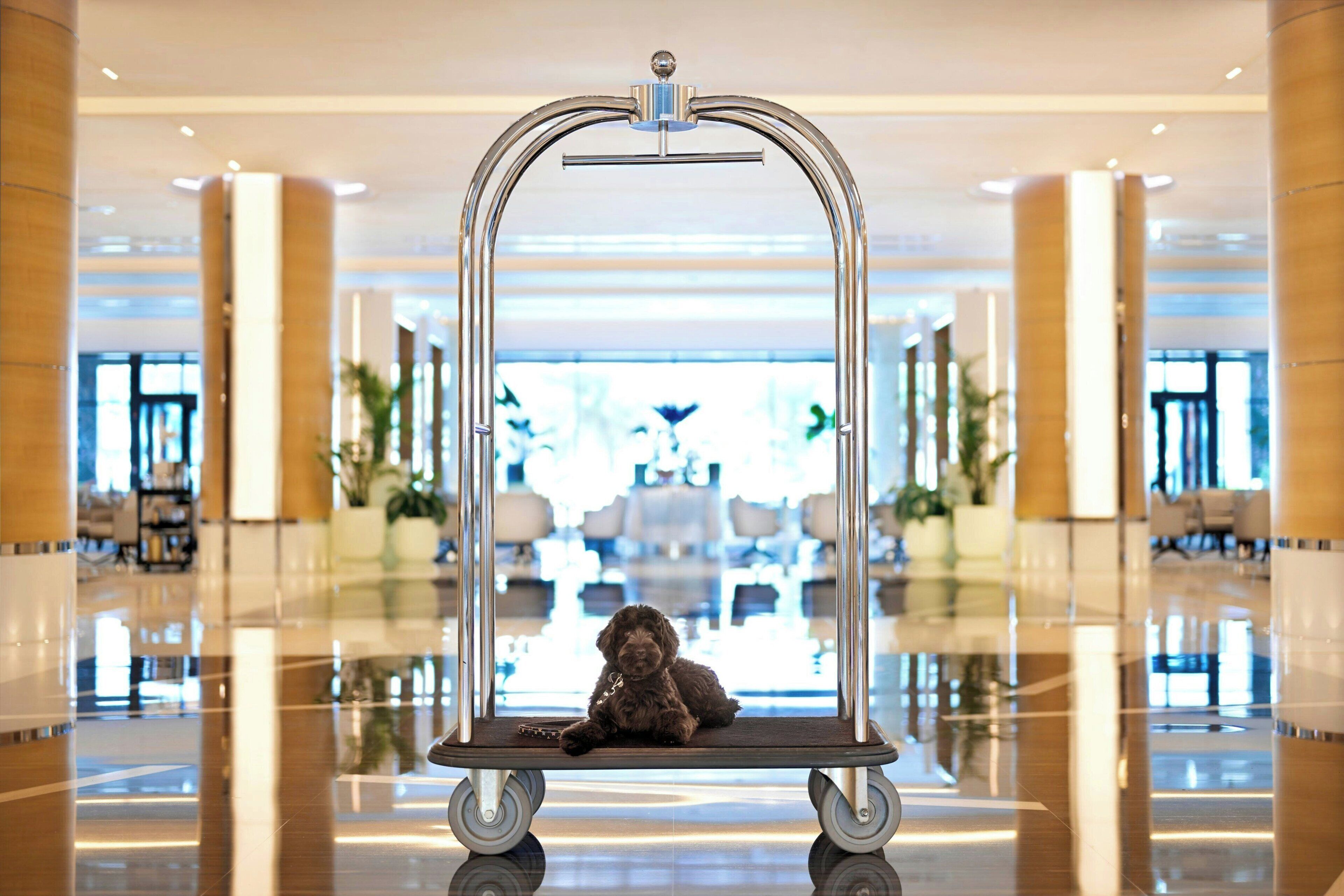 A dog sitting on a metal bench in a spacious lobby with a polished floor and large columns.