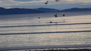 Een rustig meer met verschillende vogels die boven het water vliegen.