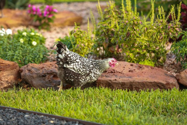 Chickens!!