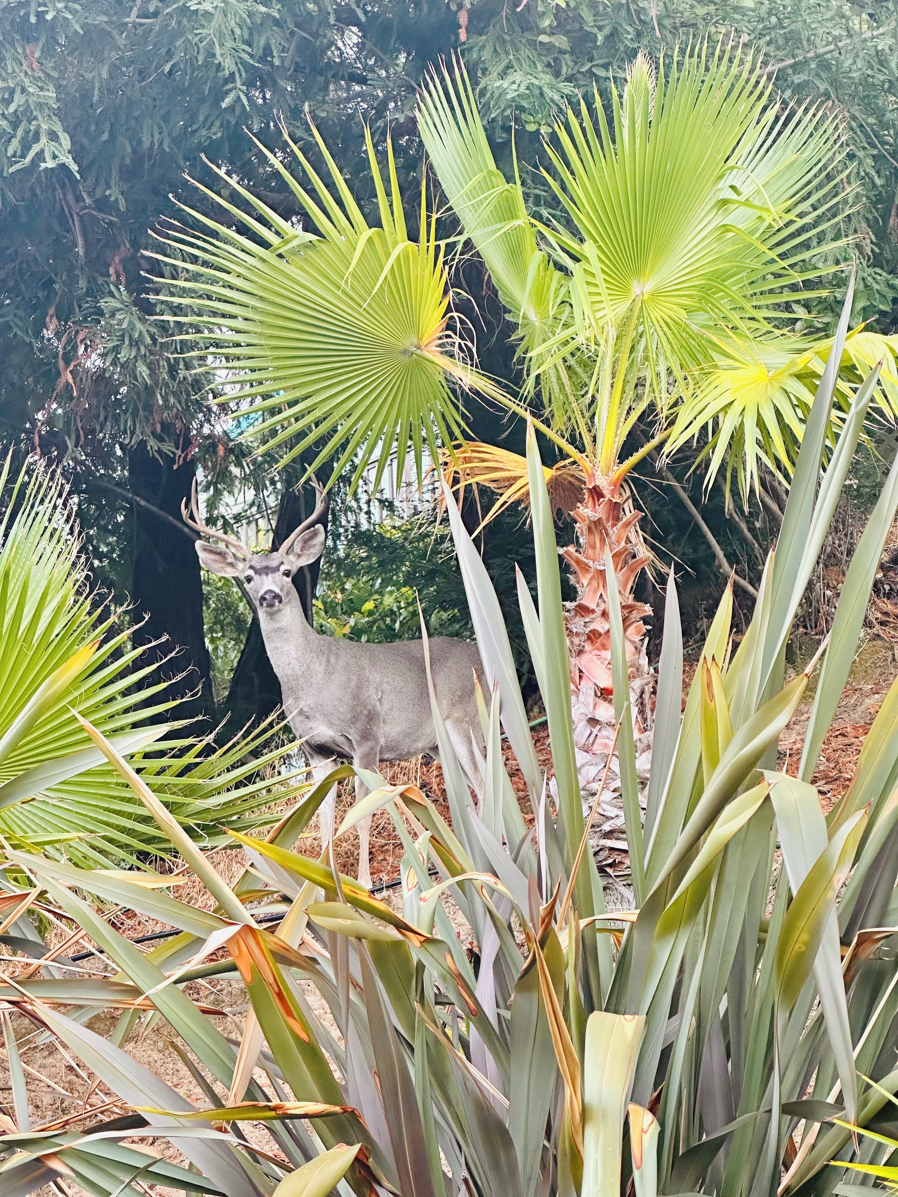 A deer statue surrounded by palm trees and ferns.