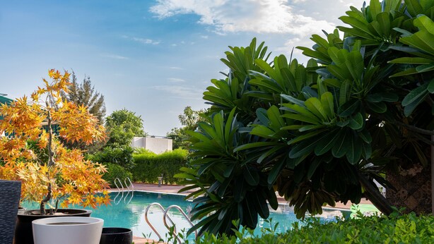 Un área de piscina con plantas en macetas y cielo despejado.