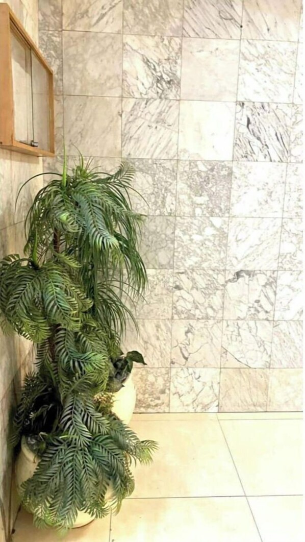 Une plante en pot aux larges feuilles, placée devant un mur recouvert de carreaux.
