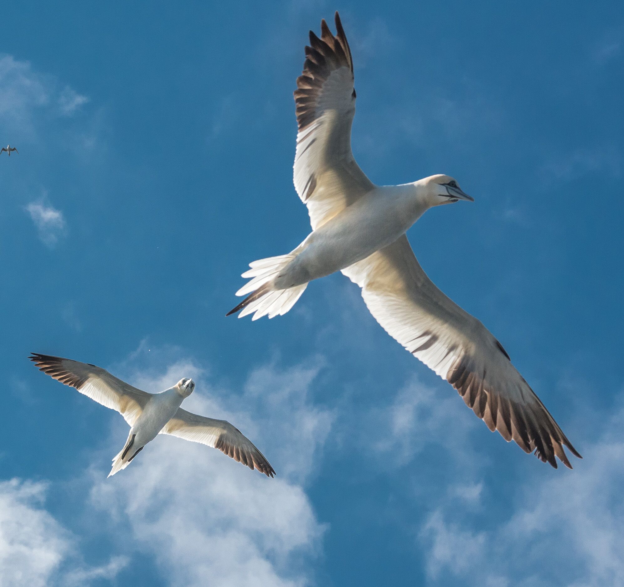 Two birds flying against a clear blue sky.