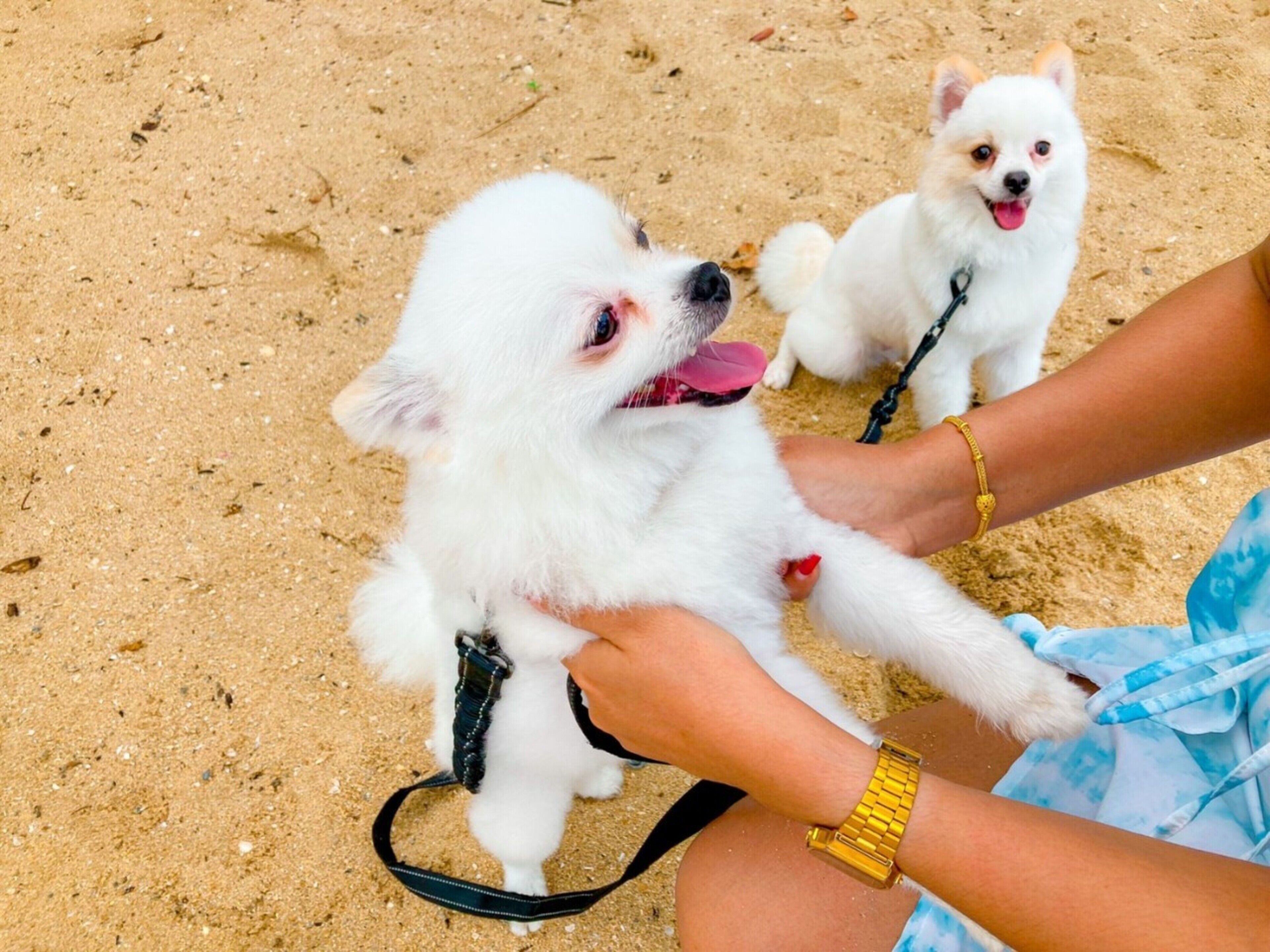 A small white dog on a leash, held by a person wearing a gold watch.