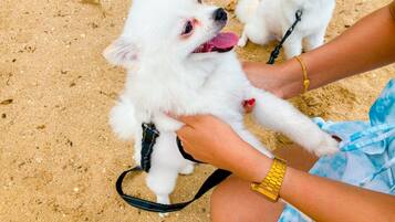 A small white dog on a leash, held by a person wearing a gold watch.