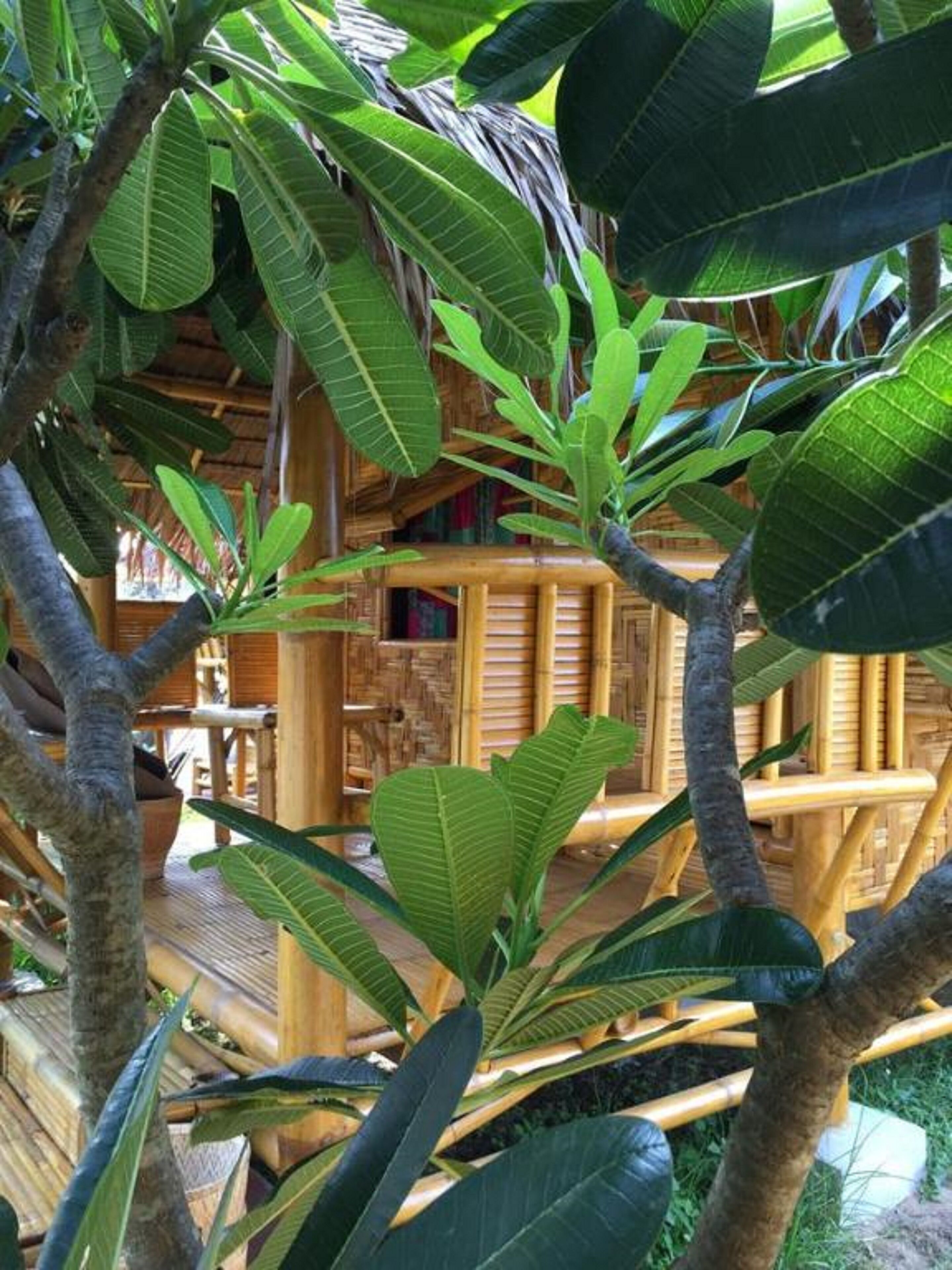 Family Bungalow | View from room