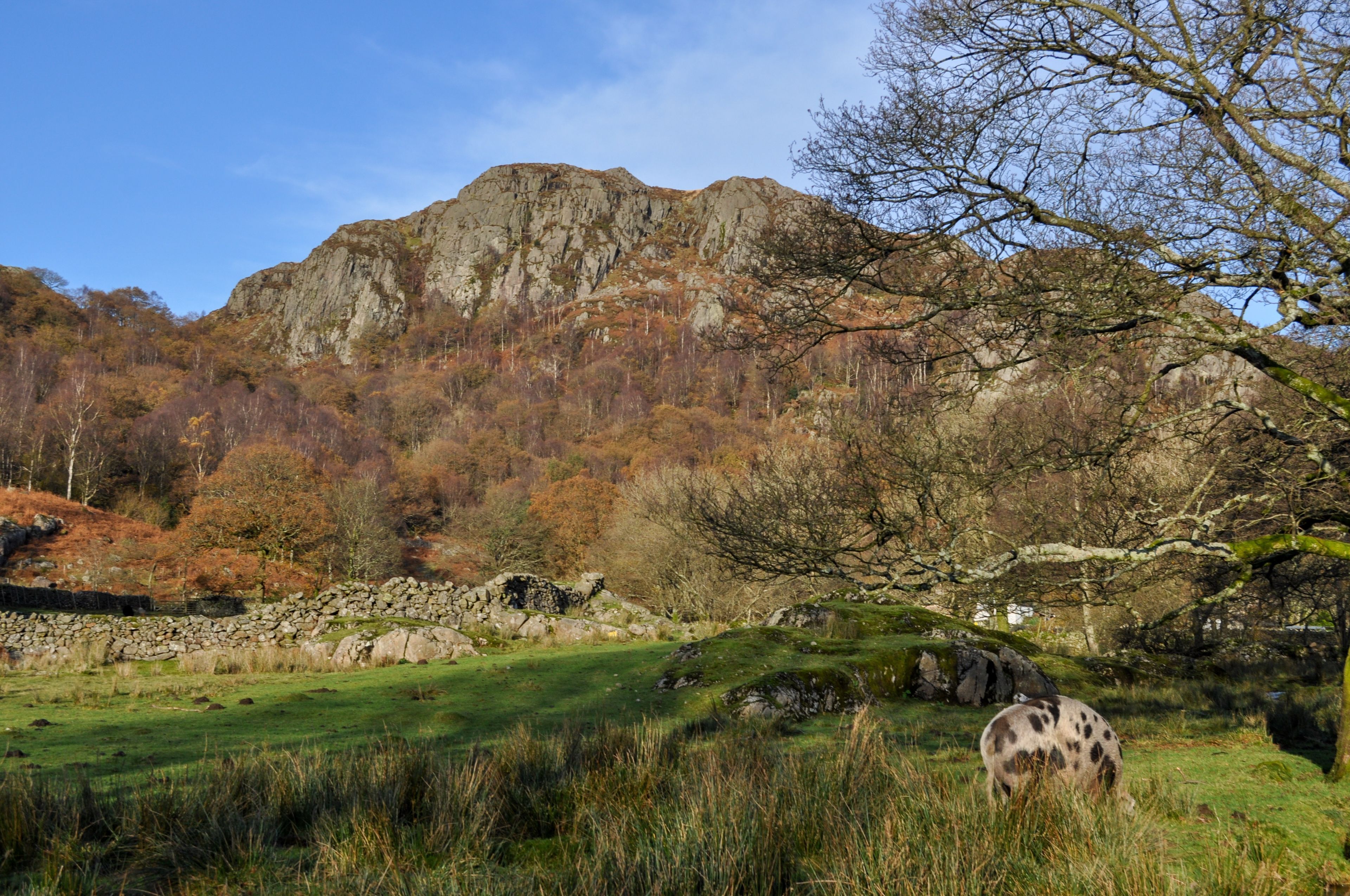 A natural landscape with a rocky mountain, a grassy field, and a tree with bare branches.