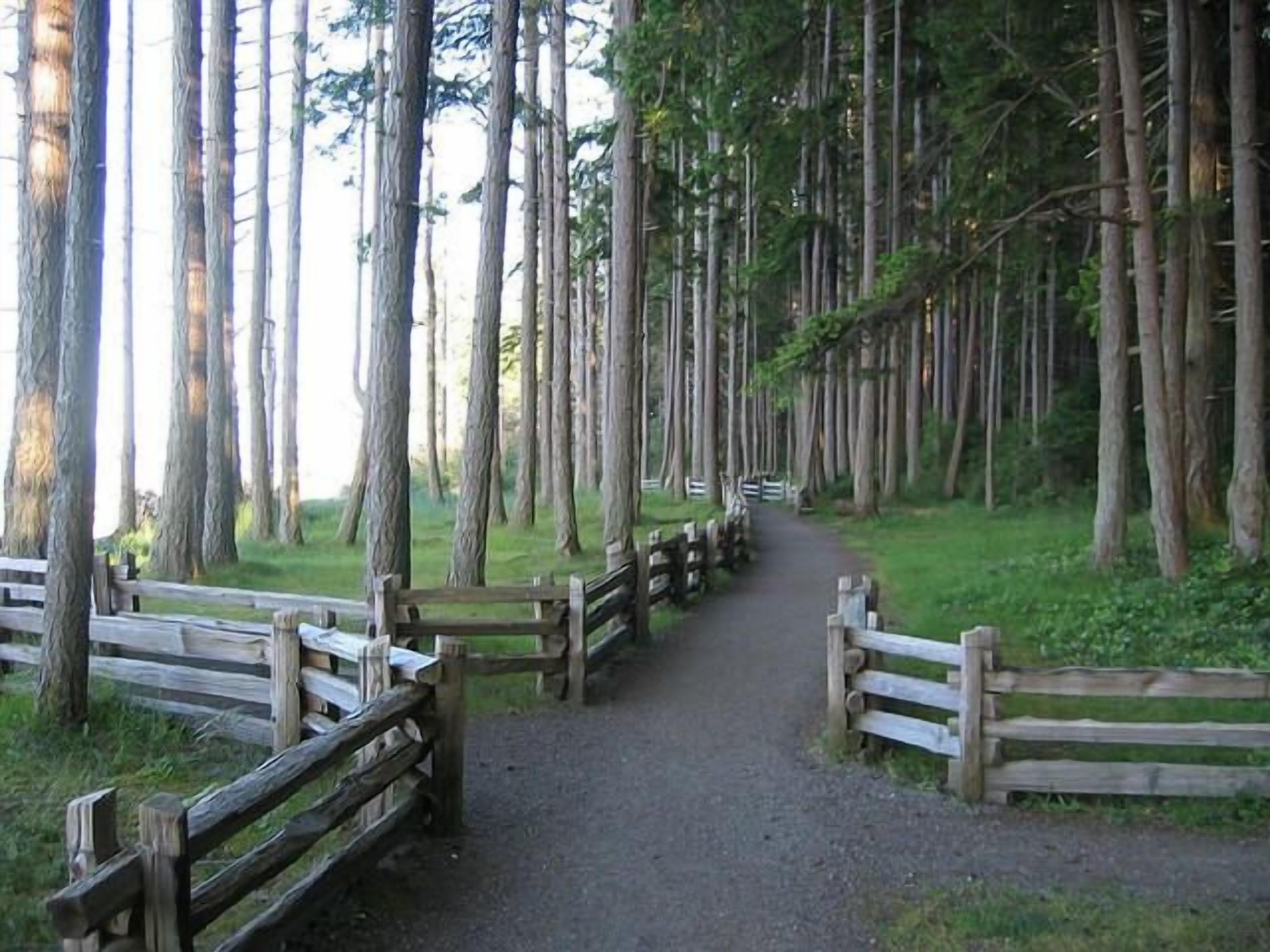 Un sentier bordé d’arbres, avec des garde-corps en bois de chaque côté.