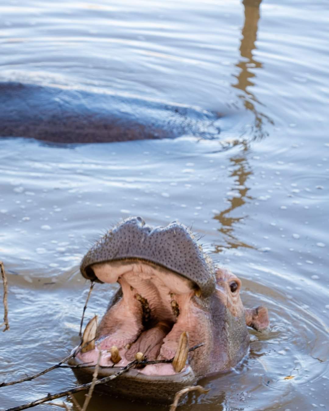 Ein Nilpferd befindet sich teilweise im Wasser, mit offenem Maul, wobei Zähne und rosafarbene Haut sichtbar sind.