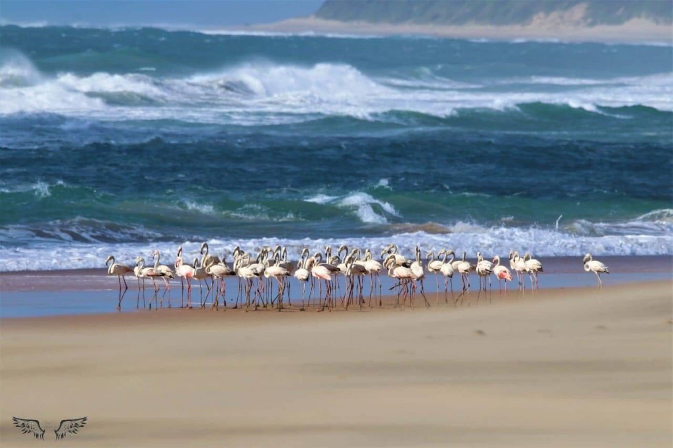 A beach with a flock of flamingos standing on the sand near the water.