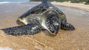 Una tortuga marina en una playa arenosa con agua cristalina y colinas al fondo.
