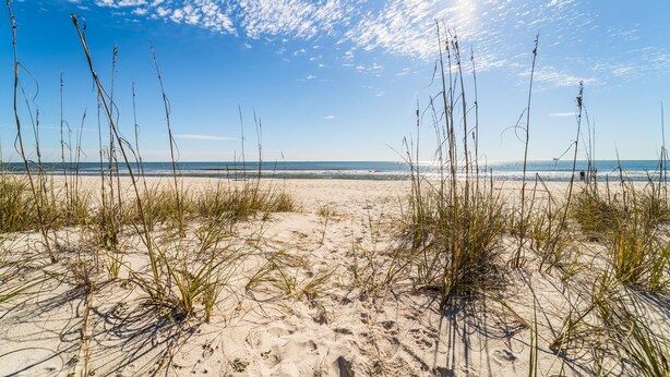 Ein sandiger Strand mit hohem Gras und blauem Himmel.
