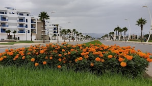 A modern urban street with a row of white buildings, palm trees, and a large bush of orange flowers.