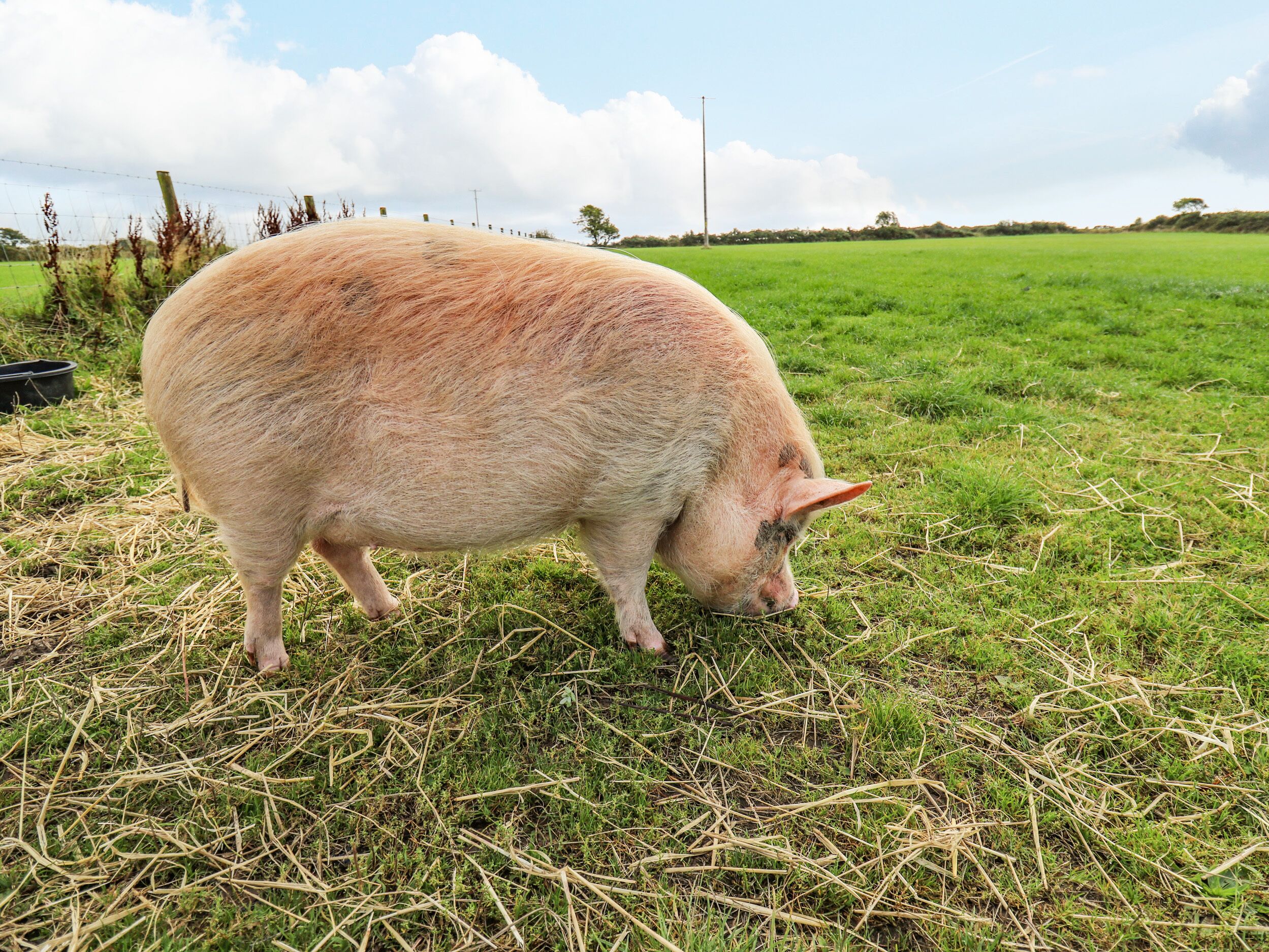 A pig grazing in a grassy field with a fence and trees in the background.