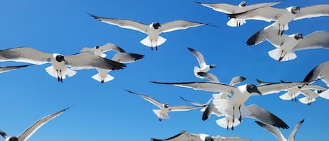 Beach nearby, sun-loungers, beach towels