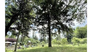 Golf - Kirkland lovely 1 bd 1 bath (ADU) w/ free fast WiFi (Kirkland)