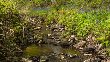 A natural stream surrounded by rocks and greenery.