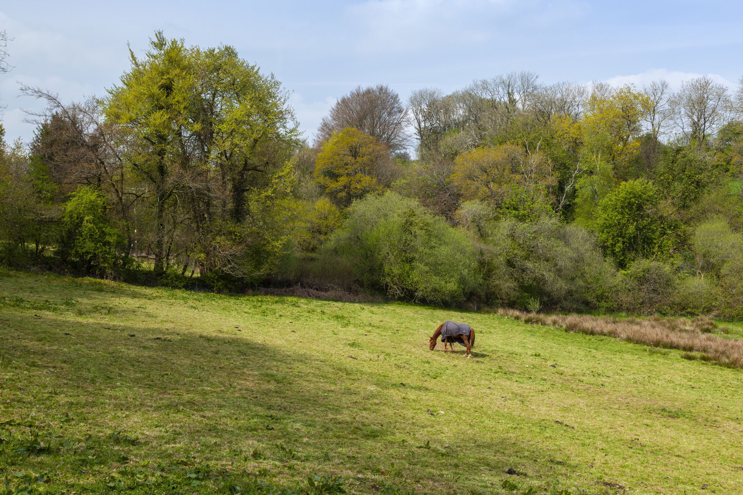 Un caballo pastando en un campo con árboles al fondo.