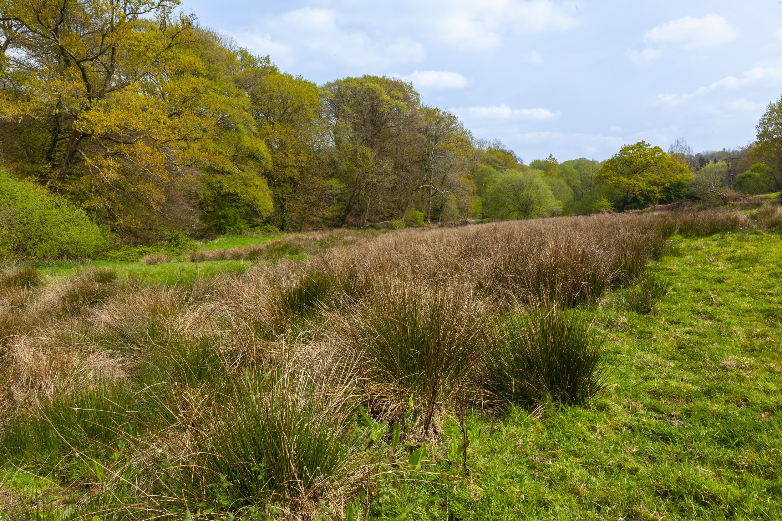 Un paisaje natural con campos cubiertos de hierba y árboles.