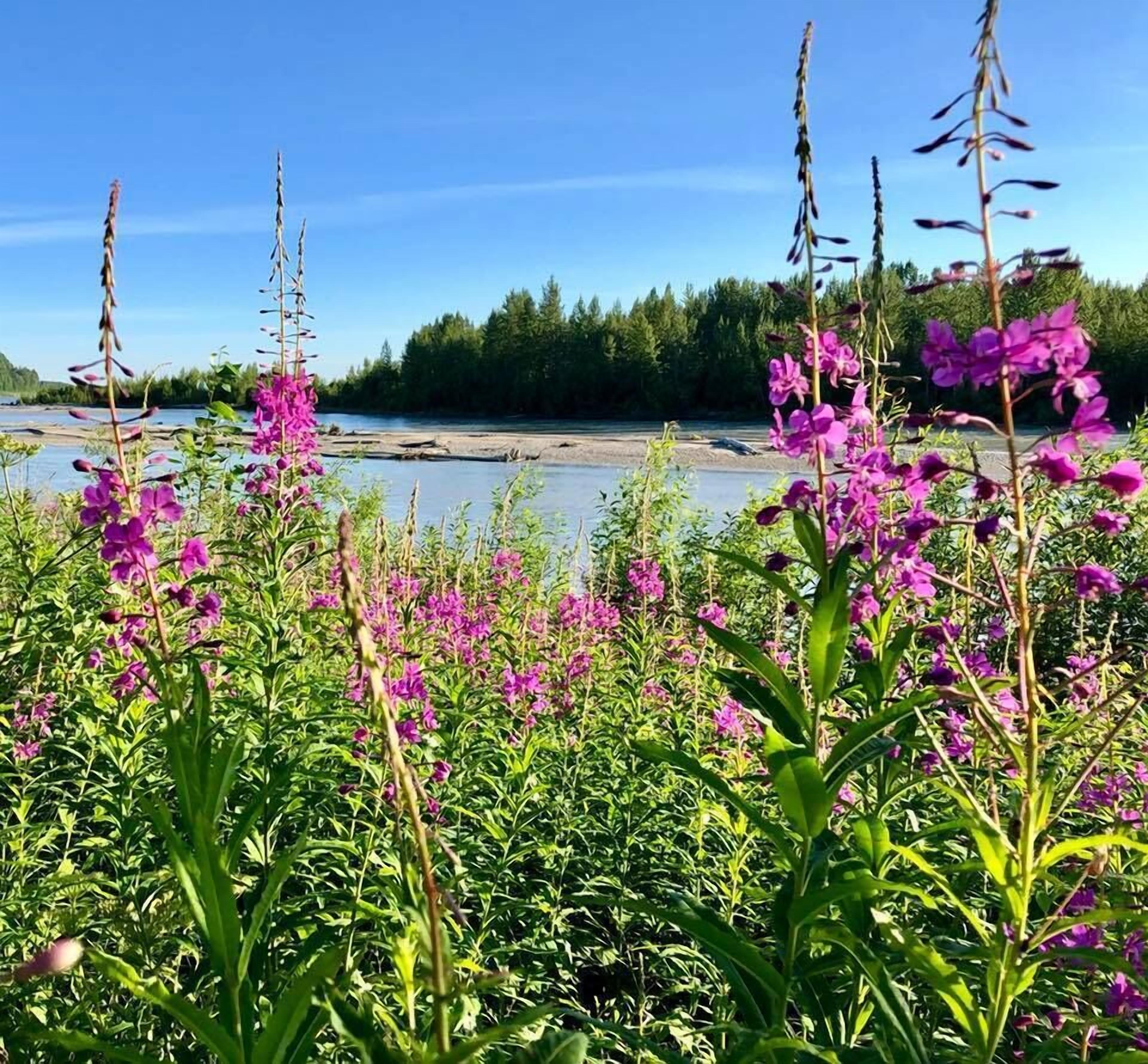 A river with dense vegetation and purple flowers in the foreground.