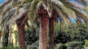 Ein gepflegter Garten mit Palmen und einem ordentlich gestutzten Rasen.