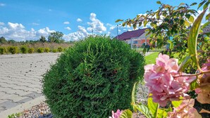 Ein gepflasterter Bereich mit einer dichten, grünen Hecke und einer rosa Blüte im Vordergrund.