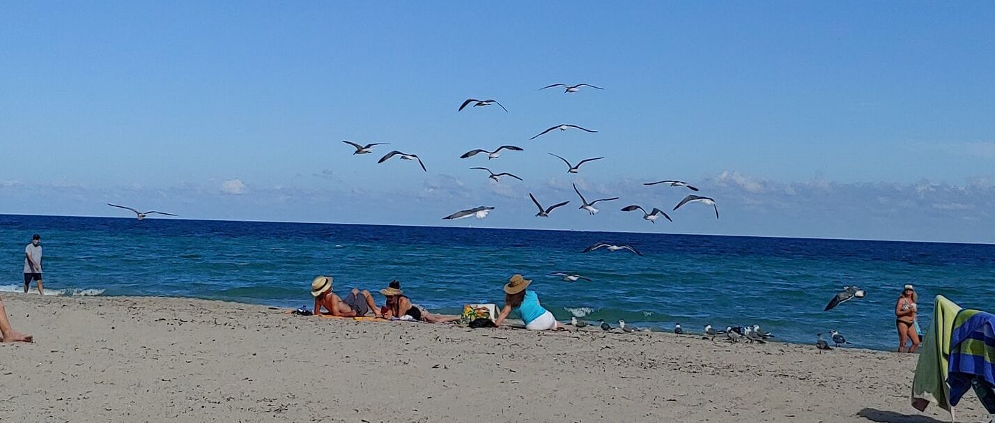A beach with people sunbathing and a seagull flying over the water.