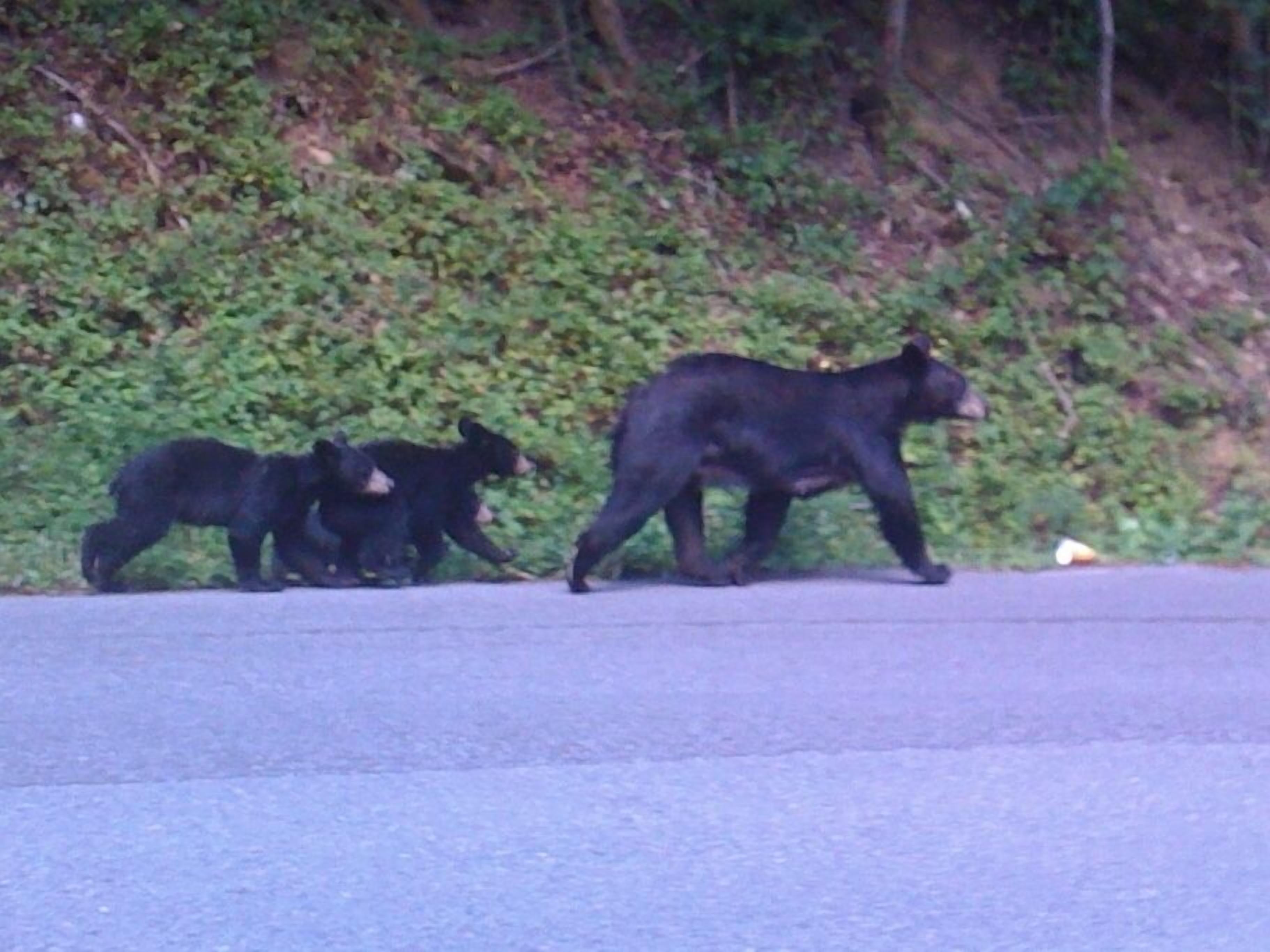 Un grupo de osos caminando por una carretera.